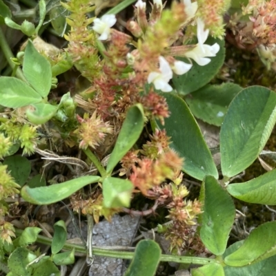 Crassula sieberiana (Austral Stonecrop) at Cowra, NSW - 23 Sep 2023 by Tapirlord