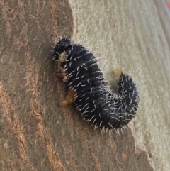 Perga sp. (genus) at Yass, NSW - 23 Sep 2023