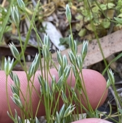 Moenchia erecta at Garran, ACT - 22 Sep 2023