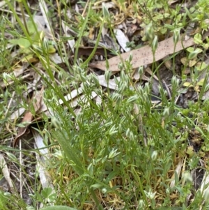 Moenchia erecta at Garran, ACT - suppressed