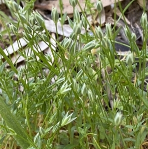 Moenchia erecta at Garran, ACT - 22 Sep 2023