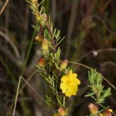 Hibbertia calycina (Lesser Guinea-flower) at Canberra Central, ACT - 1 Oct 2023 by RobertD