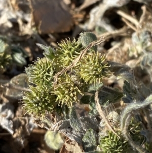 Medicago minima at Garran, ACT - 22 Sep 2023