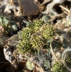 Medicago minima at Garran, ACT - 22 Sep 2023