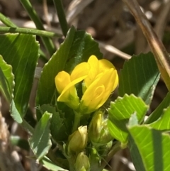 Medicago polymorpha (Burr Medic) at Garran, ACT - 22 Sep 2023 by Tapirlord