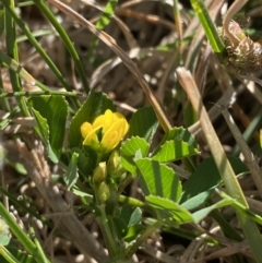 Medicago polymorpha at Garran, ACT - 22 Sep 2023