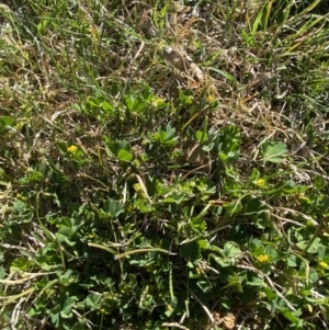 Medicago polymorpha at Garran, ACT - 22 Sep 2023