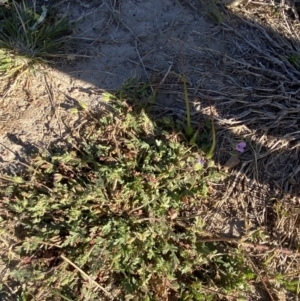 Erodium brachycarpum at Garran, ACT - 22 Sep 2023 03:45 PM