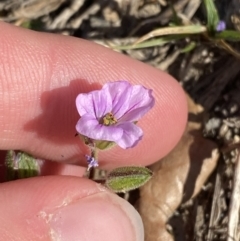 Erodium brachycarpum at Garran, ACT - 22 Sep 2023 03:45 PM