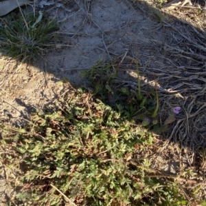 Erodium brachycarpum at Garran, ACT - 22 Sep 2023 03:45 PM