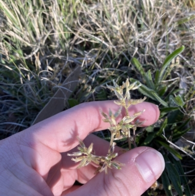 Cerastium glomeratum (Sticky Mouse-ear Chickweed) at Garran, ACT - 22 Sep 2023 by Tapirlord