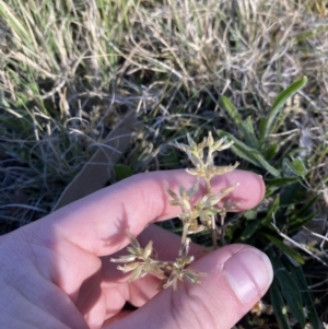 Cerastium glomeratum at Garran, ACT - 22 Sep 2023