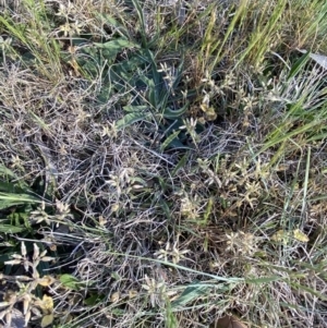 Cerastium glomeratum at Garran, ACT - 22 Sep 2023