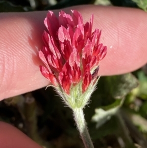 Trifolium incarnatum at Garran, ACT - 22 Sep 2023