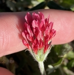 Trifolium incarnatum at Garran, ACT - 22 Sep 2023 03:41 PM