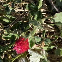 Trifolium incarnatum at Garran, ACT - 22 Sep 2023