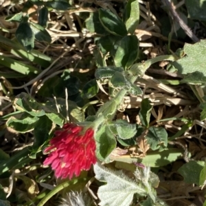 Trifolium incarnatum at Garran, ACT - 22 Sep 2023 03:41 PM