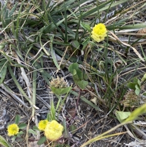 Trifolium campestre at Garran, ACT - 22 Sep 2023