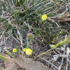 Trifolium campestre at Garran, ACT - 22 Sep 2023