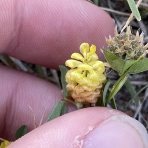 Trifolium campestre at Garran, ACT - 22 Sep 2023