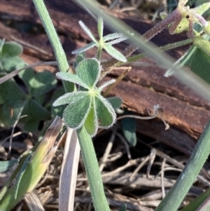 Oxalis sp. at Phillip, ACT - 22 Sep 2023 03:39 PM