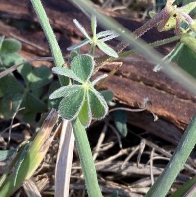 Oxalis sp. (Wood Sorrel) at Phillip, ACT - 22 Sep 2023 by Tapirlord