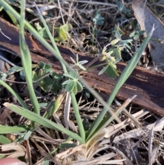 Oxalis sp. at Phillip, ACT - 22 Sep 2023 03:39 PM
