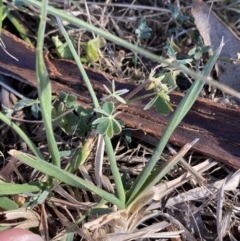 Oxalis sp. at Phillip, ACT - 22 Sep 2023