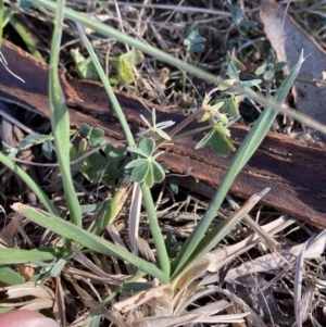 Oxalis sp. at Phillip, ACT - 22 Sep 2023 03:39 PM