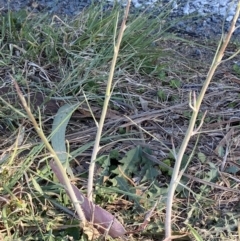 Chondrilla juncea (Skeleton Weed) at Phillip, ACT - 22 Sep 2023 by Tapirlord