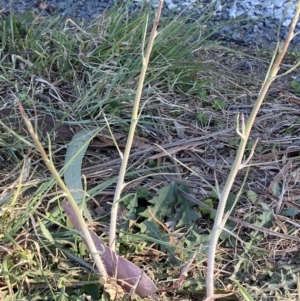 Chondrilla juncea at Phillip, ACT - 22 Sep 2023