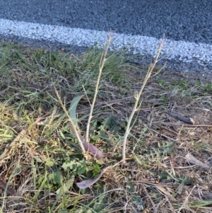 Chondrilla juncea at Phillip, ACT - 22 Sep 2023