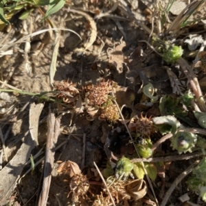 Trifolium glomeratum at Garran, ACT - 22 Sep 2023 03:37 PM