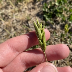 Bromus hordeaceus at Garran, ACT - 22 Sep 2023