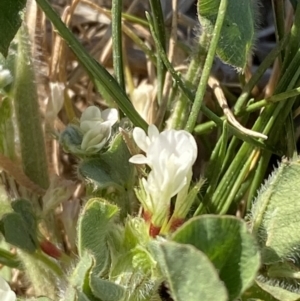 Trifolium subterraneum at Garran, ACT - 22 Sep 2023 03:35 PM