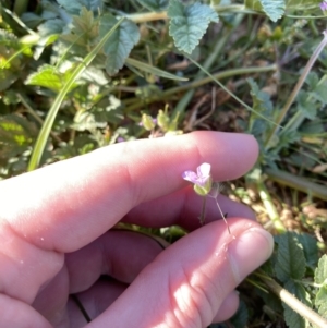 Erodium moschatum at Garran, ACT - 22 Sep 2023