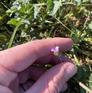 Erodium moschatum at Garran, ACT - 22 Sep 2023