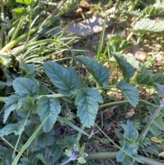 Erodium moschatum at Garran, ACT - 22 Sep 2023 03:34 PM