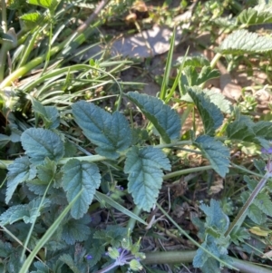 Erodium moschatum at Garran, ACT - 22 Sep 2023 03:34 PM