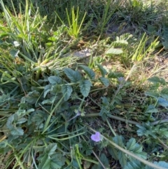 Erodium moschatum at Garran, ACT - 22 Sep 2023