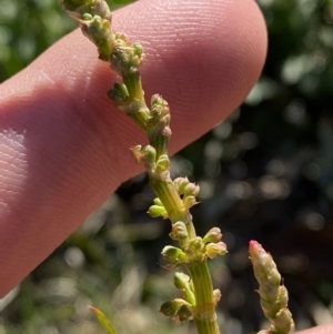 Rumex brownii at Garran, ACT - 22 Sep 2023