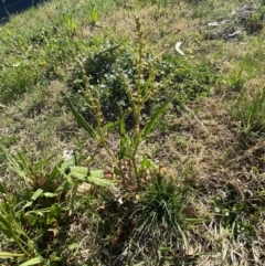 Rumex brownii at Garran, ACT - 22 Sep 2023