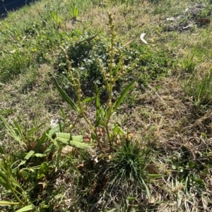 Rumex brownii at Garran, ACT - 22 Sep 2023