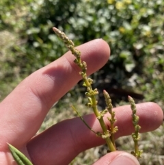 Rumex brownii at Garran, ACT - 22 Sep 2023