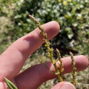 Rumex brownii at Garran, ACT - 22 Sep 2023