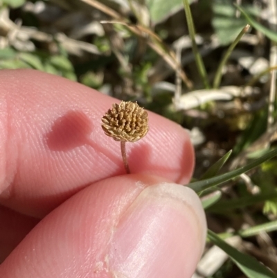 Cotula australis (Common Cotula, Carrot Weed) at Garran, ACT - 22 Sep 2023 by Tapirlord