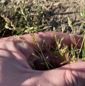 Poa annua at Garran, ACT - 22 Sep 2023