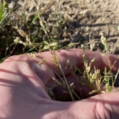 Poa annua at Garran, ACT - 22 Sep 2023