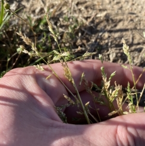 Poa annua at Garran, ACT - 22 Sep 2023