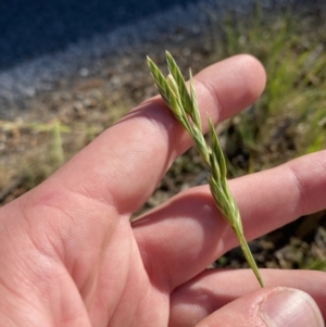 Bromus sp. at Garran, ACT - 22 Sep 2023